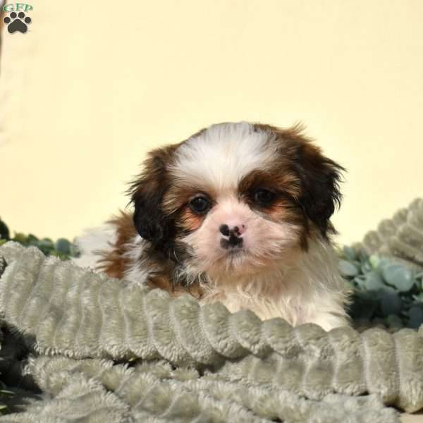 Buddy, Shih Tzu Puppy